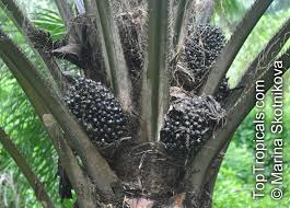 Image result for Elaeis guineensis