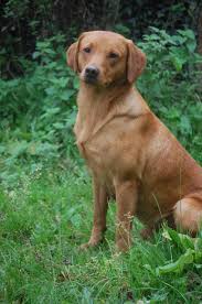 Golden retriever puppies for sale medford oregon. Labrador Retrievers For Sale Bend Oregon