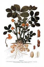 Growing Peanuts Just For Fun Ilustracao Botanica Desenho Botanico Botanica