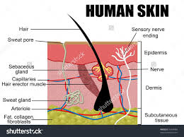 As a member, you'll also get unlimited access to over 83,000 lessons in math, english, science, history, and more. The Diagram Of The Skin Of An Animal Labelled Diagram Of A Mammalian Skin Animal Cell Biology Sensory Nerves Respiratory System Anatomy Sweat Gland
