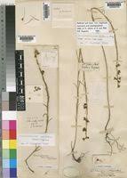 Image result for Aspidoglossum biflorum