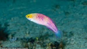 Image result for Inversodicraea