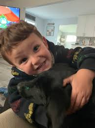 Lost black lab puppy, Camo Caller, in Sierra