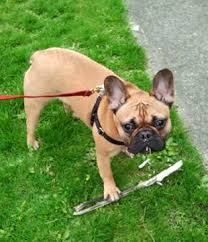 Founded in 1897, the french bull dog club of america (fbdca) is the oldest club in the world dedicated to the french bulldog breed. Sniff Seattle Dog Walkers Fiona The French Bulldog Queen Anne Seattle Wa