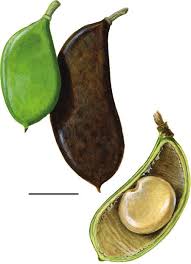 Image result for Millettia makondensis