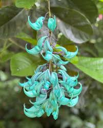 Image result for Strongylodon macrobotrys