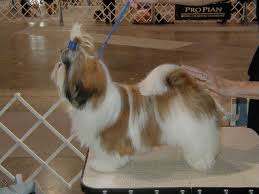 Shih Tzu Standard Shih Tzu Haircuts Shih Tzu Shih Tzu Puppy