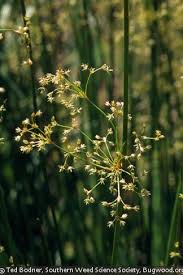 Image result for Juncus exsertus