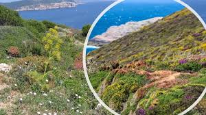 Panorami costieri tinteggiati di verde e rosa, bianco, giallo nel periodo primaverile; . Macchia Mediterranea Un Viaggio Affascinante Tra Miti E Leggende