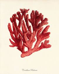 Red Sea Coral Art Print Vintage Sea Art Print Old Prints Etsy Coral Art Print Coral Art Sea Life Art