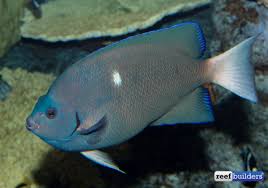 Image result for Congolanthus