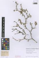 Image result for Melolobium