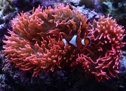 Aquanerd Blog Article On Pairing Clownfish With Sea Anemones