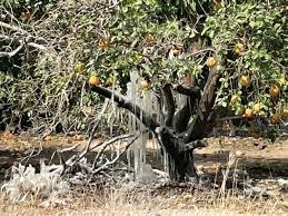 This allows the roots to. Freeze Damage Update On Texas Citrus Citrus Industry Magazine
