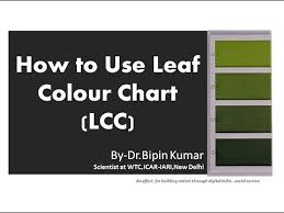 How To Use Leaf Colour Chart Lcc In Wheat Youtube