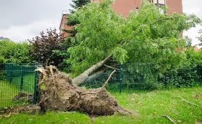 Gartenwissen Flachwurzler Alles Uber Pflanzen Garten Pflanzen