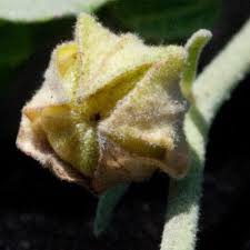 Image result for Sida javensis