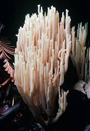 Image result for Ramaria stricta