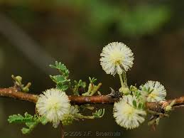 Image result for Acacia hebeclada