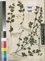 Image result for Justicia protracta