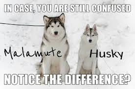 Didn T Know The Difference Until Today Malamute Husky Malamute Puppies Husky Dogs