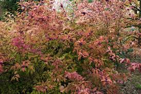 Image result for Callicarpa