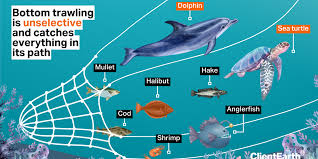 Image result for trawling