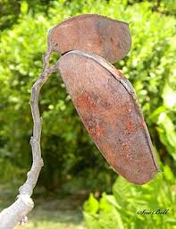 Image result for Brachystegia boehmii