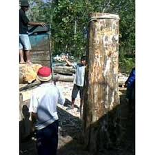 Pohon jati sendiri termasuk ke dalam kelompok tectona spesies tectona grandis. Jual Kayu Jati Murah Harga Terbaru 2021 Indonetwork