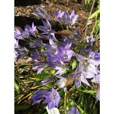 Image result for Tricalysia vanroechoudtii