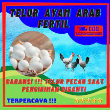 Oleh karenanya kandang ayam arab dibagi. Telur Ayam Arab Fertil Bisa Menetas Shopee Indonesia