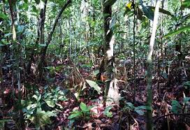 Image result for Oubanguia africana