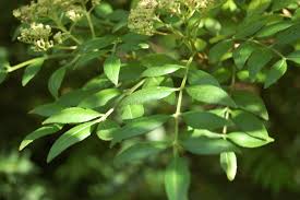 Image result for Zanthoxylum sp. A