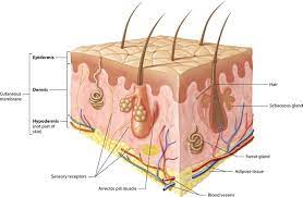 Pin On Anatomy