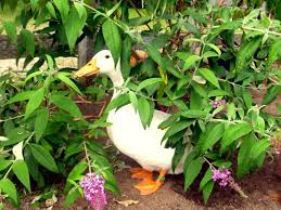 Thus, we've researched a few different practical methods on how to keep install automatic sprinklers. Duck Proof Your Landscaping Hgtv