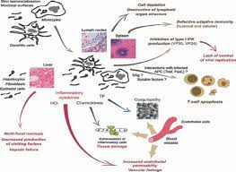 The virus is considered to be extremely dangerous. Xjmhx7nahq3acm
