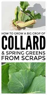Pin On Gardening Tips
