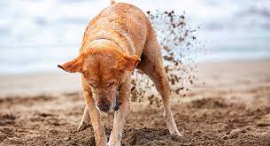 It's just what they do. How To Stop A Dog From Digging Why Do Dogs Dig Holes