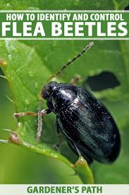 The tomato hornworm has black and white v's and a black horn. How To Control And Eradicate Flea Beetles Gardener S Path