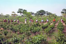 Every Mother Counts: Storytelling to Combat Maternal Mortality in India