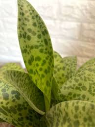 Image result for Xerophyta kirkii