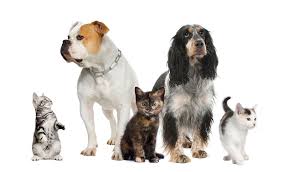 Banfield Pet Hospital Banfield Foundation Reports Highlight Commitment To Animals