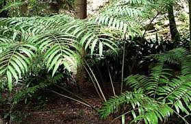 Image result for Marattiaceae