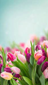 Pink Purple And Yellow Tulips Blurred Background Phone Wallpaper Happy Spring Images Spring Flowers Wallpaper Tulips Garden Spring Wallpaper