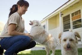 Dogwood's upscale daytime and overnight dog boarding accommodations allow your pet, dog, or cat to enjoy a comforting, playful, vacation experience away from home. Pet Boarding In Longview Tx Dogwood Animal Hospital