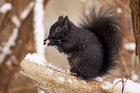 Black Squirrel Black Squirrel Cute Squirrel Animals Beautiful