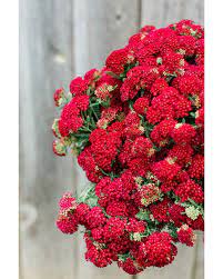 Red Velvet Yarrow Grown At Flourish Flower Farm Lancaster Pa Flower Farm Achillea Millefolium Yarrow