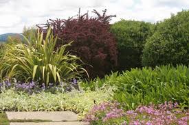 Is lamb's ears plant poisonous or toxic? Yellow Lambs Ears Done Right Finegardening