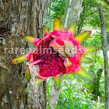 They come in a vast range of shapes and sizes from the petite to the grand. Hylocereus Costaricensis Red Pitaya Red Dragon Fruit Buy Seeds At Rarepalmseeds Com