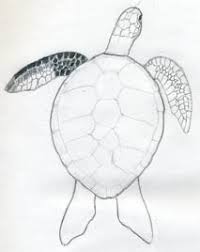 Then draw an oval and two curves on it. How To Draw A Turtle